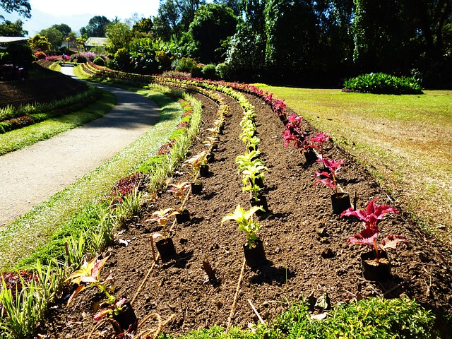 plantering